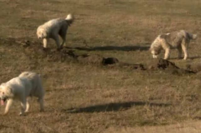 Doi bărbați reținuți pentru eutanasierea ilegală a câinilor fără stăpân din Prahova şi Giurgiu - SURSE