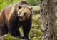 Bărbat în vârstă de 59 de ani atacat de un urs la Brebu