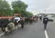 Protest inedit pe DN1! Un prahovean a vrut să-și ducă vacile în fața Prefecturii Prahova, dar s-a ales cu mai multe amenzi