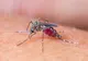 INSP: 3 cazuri de infecție cu virusul West Nile, confirmate în județul Prahova în 2026