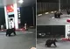 VIDEO Au rămas în pană de benzină? Urșii într-o stație peco la Azuga!