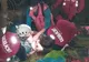 VIDEO Femeie în vârstă de 64 de ani rănită pe Jepii Mari