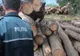 Sancțiuni de peste 260.000 de lei aplicate de polițiștii prahoeni în cadrul unor acțiuni pentru combatere a delictelor silvice