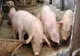 Trei focare noi de pestă porcină africană în Prahova