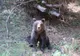 Alertă în staţiunile de pe Valea Prahovei din cauza urșilor
