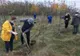 Zeci de mii de salcâmi, plantați pe centura de est a municipiului Ploiești