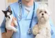 Medicii veterinari de liberă practică își vor primi drepturile bănești
