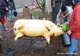 Nouă persoane din Prahova au mâncat dintr-un porc infestat cu trichinella