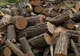 Bărbat din Prahova, cercetat penal pentru că a sustras 6 arbori dintr-o zonă împădurită