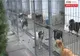 Polițiștii donează alimente pentru un adăpost de animale din județul Prahova