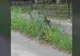 Unui restaurant i-au dat târcoale un grup de mistreți și o ursoaică, în același timp (VIDEO)