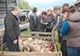 Veste bună pentru fermieri! Se redeschid toate târgurile de animale 