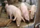 19 porci uciși în două gospodării din Prahova. Suspiciune de pestă porcină africană