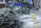 Un bărbat din Dâmbovița a fost prins în Sinaia cu o cantitate mai mare de cetină decât avea voie să transporte
