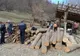 Tăieri ilegale de copaci în Prahova. Descinderi la două adrese din Șoimari