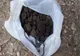 Prahova. Doi bărbaţi prinşi de jandarmii montani cu peste 1,6 kilograme de trufe negre