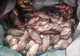Prahova. Trei tineri au furat 126 de kilograme de pește din Balta de la Fulga