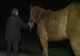 Cal furat de pe câmp, într-o comună din Prahova. Suspectul susține că l-a luat în contul unei datorii