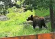 Un urs a fost văzut într-o localitate din Prahova. ISU a emis mesaj RO-ALERT
