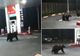 VIDEO Au rămas în pană de benzină? Urșii într-o stație peco la Azuga!