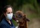  Lamele și alpacalele ne-ar putea salva de COVID-19. Cum reacționează anticorpii acestor animale în contact cu coronavirusul 