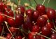  Cât costă un kilogram de cireșe la Păulești, în comuna consacrată de Festivalul Cireșelor 