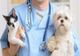 Medicii veterinari de liberă practică își vor primi drepturile bănești