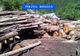 Prahova. 100 de metri cubi de material lemnos confiscat în urma acțiunilor polițiștilor 